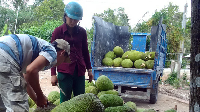mit-thai-tang-gia-dot-bien-nha-vuon-dua-trong