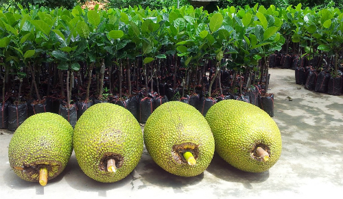 mit-thai-tang-gia-dot-bien-nha-vuon-dua-trong