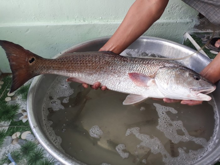 ninh-thuan-cau-duoc-ca-la-5-kg-nghi-ca-su-vang-quy-hiem
