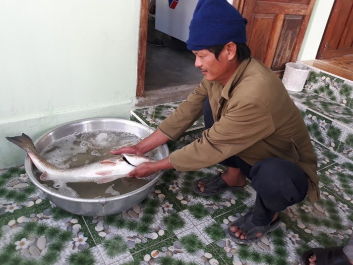 ninh-thuan-cau-duoc-ca-la-5-kg-nghi-ca-su-vang-quy-hiem