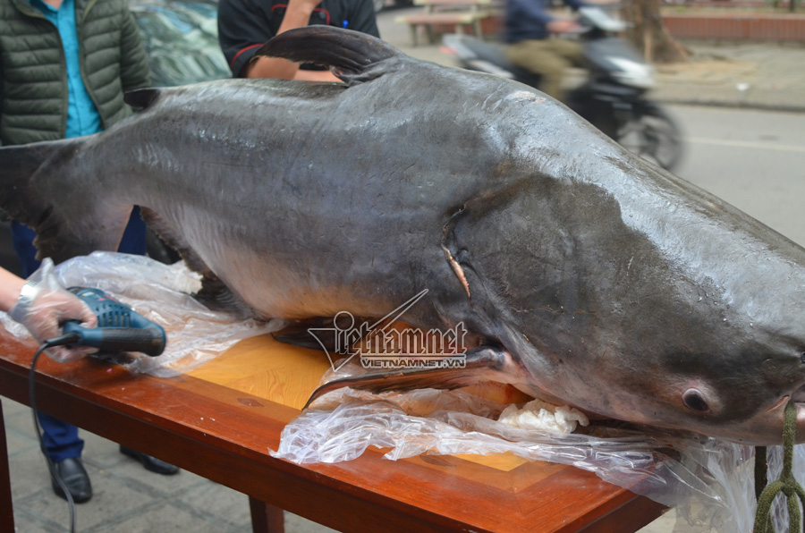 ca-tra-dau-nang-120kg-gia-hon-100-trieu-dong-dai-gia-ha-thanh-se-thit-dai-khach-ngay-tet