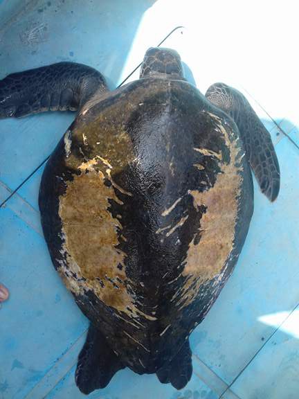 quang-nam-rua-bien-trong-sach-do-nang-25-kg-mac-luoi-ngu-dan