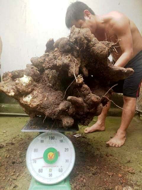 ha-tinh-nguoi-dan-dao-duoc-cu-khoai-vac-khung-nang-73kg-tai-vuon-nha