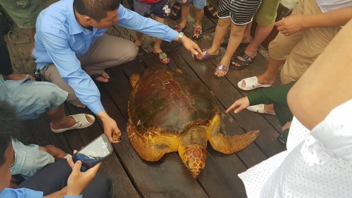 ha-tinh-ngu-dan-ra-bien-danh-ca-bat-duoc-rua-vang-nang-80kg ha-tinh-ngu-dan-ra-bien-danh-ca-bat-duoc-rua-vang-nang-80kg