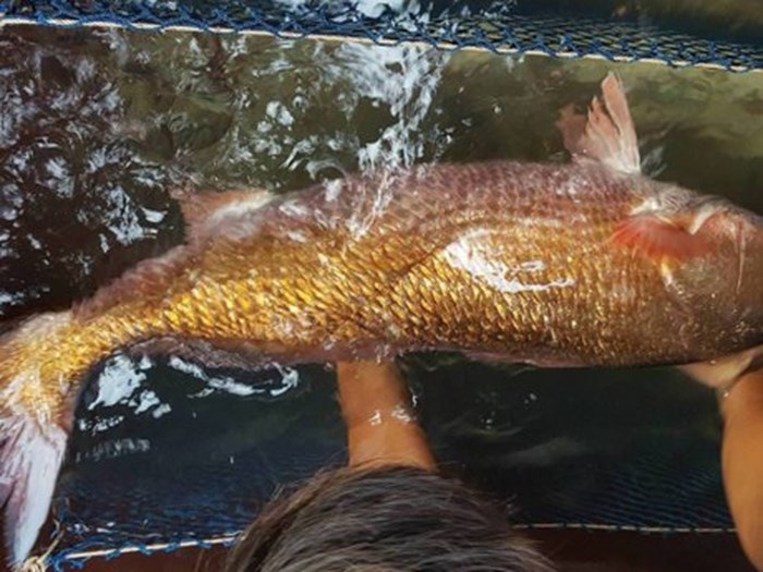 ben-tre-ngu-dan-bat-duoc-ca-nghi-su-vang-nang-26kg-dai-gia-xuong-tien-ngay-1-ty-dong