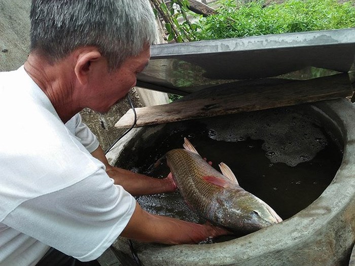 quang-binh-lao-ngu-bat-duoc-ca-nang-42kg-nghi-ca-su-vang-quy-hiem