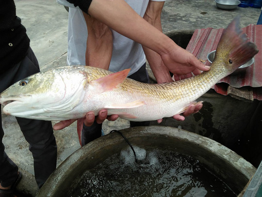 quang-binh-lao-ngu-bat-duoc-ca-nang-42kg-nghi-ca-su-vang-quy-hiem