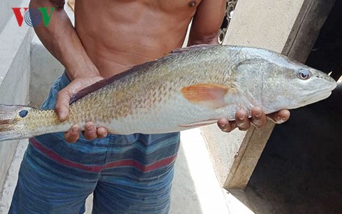 quang-binh-ngu-dan-bat-duoc-ca-la-35kg-nghi-ca-su-vang-quy-hiem