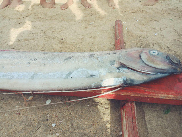 quang-binh-xac-ca-ho-rong-dai-nang-100kg-dat-vao-bo-bien-ngu-dan-lam-le-an-tang
