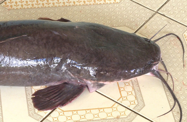 ca-tre-khung-dai-12m-nang-12kg-lot-luoi-nam-thanh-nien-mien-tay