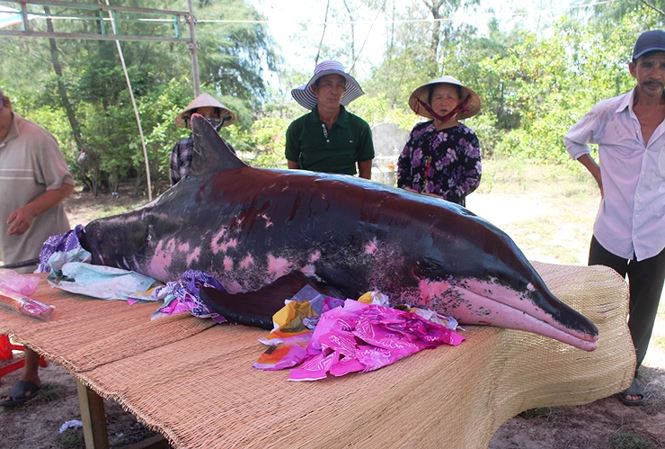 quang-nam-nguoi-dan-to-chuc-an-tang-cho-ca-voi-khung-nang-hon-200-kg-chet-dat-bo-bien