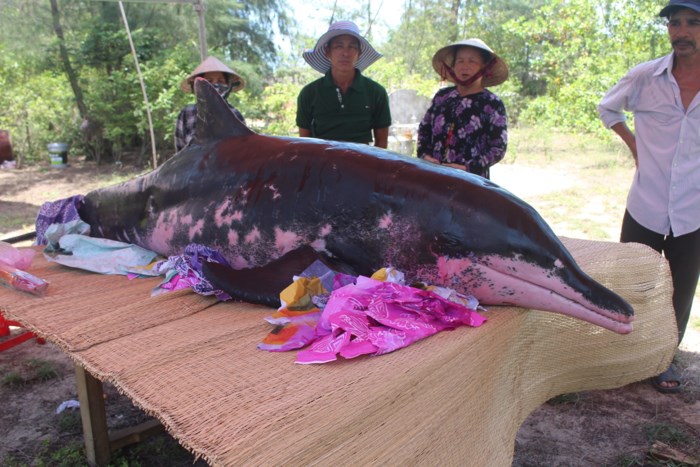 quang-nam-nguoi-dan-to-chuc-an-tang-cho-ca-voi-khung-nang-hon-200-kg-chet-dat-bo-bien