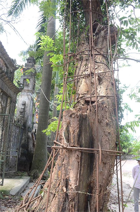 cay-sua-tram-tuoi-dang-hap-hoi-ha-noi-dong-y-cho-ban-nguoi-dan-vui-mung