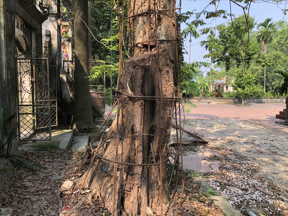 cay-sua-tram-tuoi-dang-hap-hoi-ha-noi-dong-y-cho-ban-nguoi-dan-vui-mung