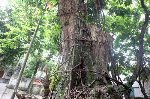 cay-sua-tram-tuoi-dang-hap-hoi-ha-noi-dong-y-cho-ban-nguoi-dan-vui-mung