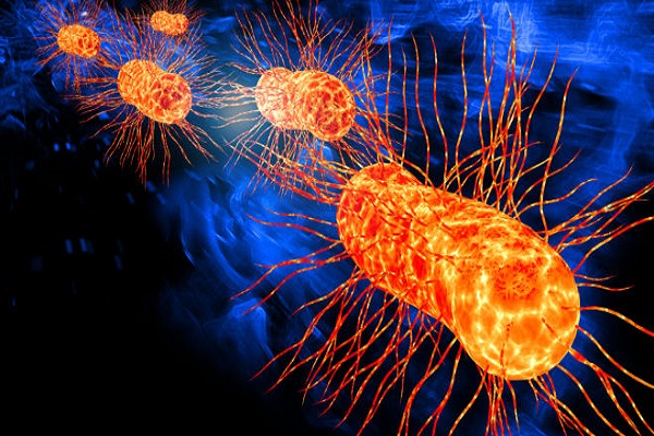 Hơn 20 người nhiễm khuẩn E.coli từ rau mầm cỏ ba l&aacute; đỏ