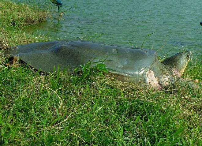 cụ r&ugrave;a nổi