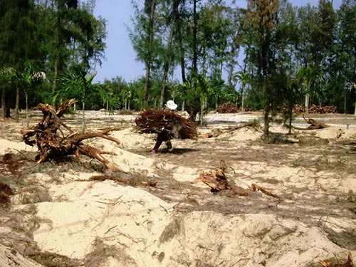 Rừng ở ven biển TP Tuy Hòa, tỉnh Phú Yên ngày càng teo tóp vì các dự án ì ạchẢnh: HỒNG ÁNH Rừng ở ven biển TP Tuy Hòa, tỉnh Phú Yên ngày càng teo tóp vì các dự án ì ạchẢnh: HỒNG ÁNH