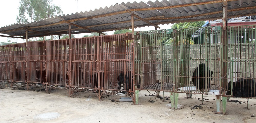 Trại gấu Hạ Long: Khi gấu l&agrave; &ldquo;con tin&rdquo; 