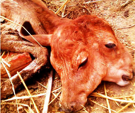 Trường hợp b&ecirc; 2 đầu ở B&igrave;nh Định như một hiện tượng lạ hiếm thấy ở động vật