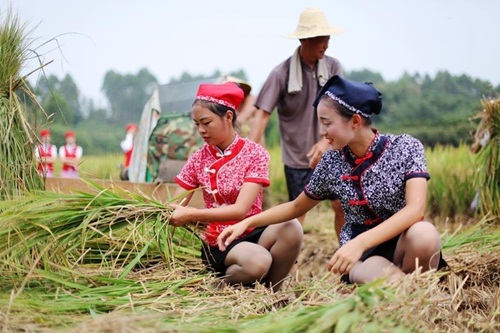 Mảnh ruộng được thu hoạch này trước đây những nữ sinh 13Win22 com tỷ lệ cược cao Thành Đô đã tự mình cấy và trải qua hơn 3 tháng vun trồng.