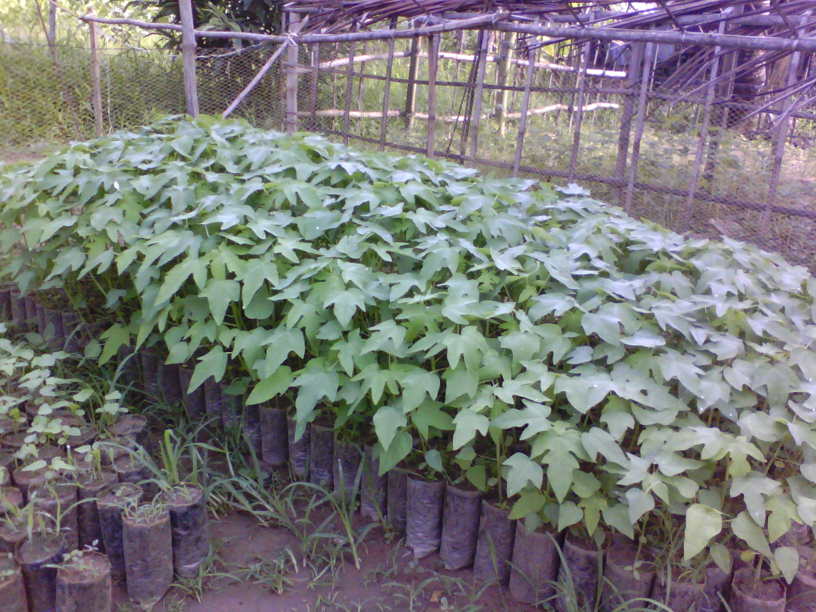 Kỹ thuật trồng c&acirc;y v&agrave; chọn giống c&acirc;y trồng