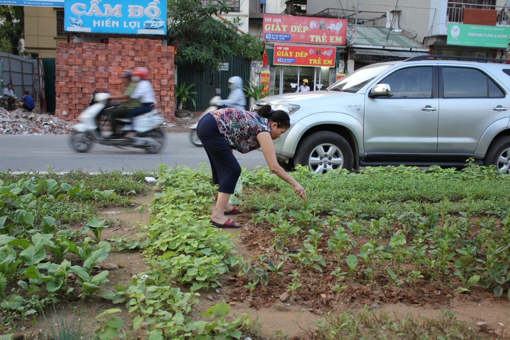 Rau được trồng để phục vụ nhu cầu sử dụng trong Đăng ký và nhận 60K 24 bao lì xì miễn phí mỗi ngày
