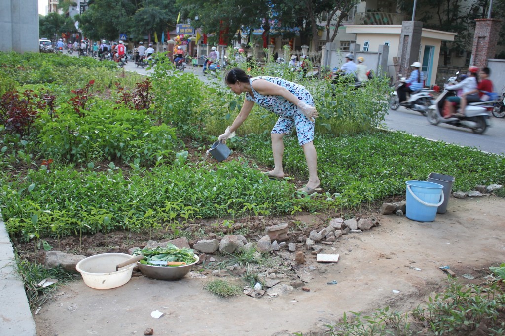 Người dân ở đây cho biết, đây hoàn toàn là rau sạch, không có hóa chất