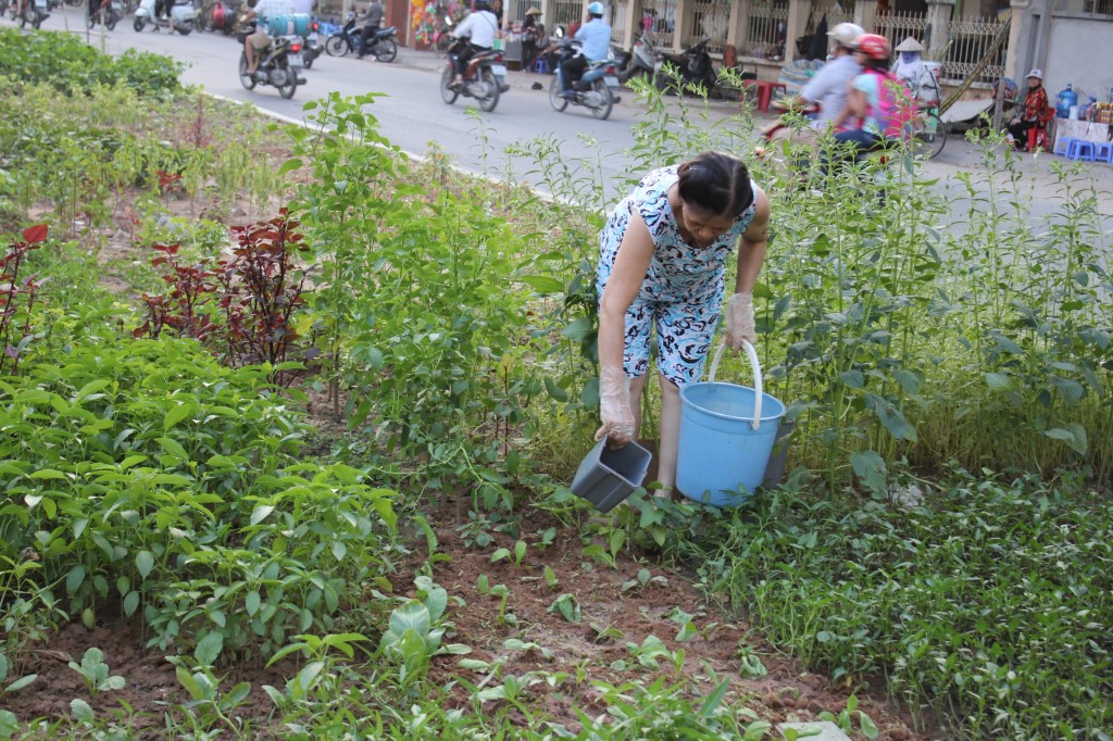 Những người dân chăm sóc cẩn thẩn cho từng luống rau của mình