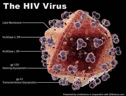 Xo&aacute; sổ virut HIV bằng c&aacute;ch cắt nhỏ ch&uacute;ng khỏi tế b&agrave;o trong cơ thể người
