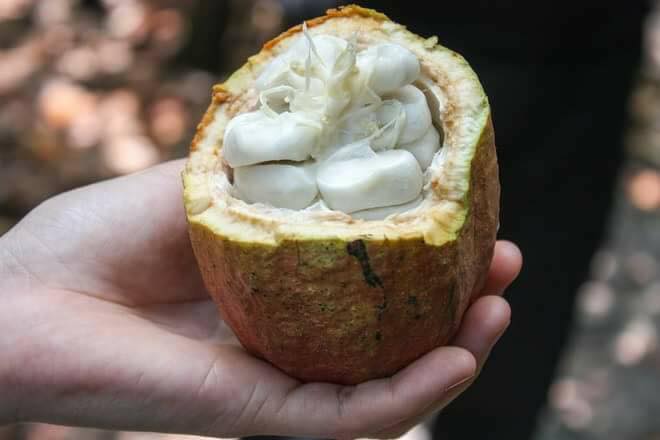 Cơn sốt ca cao tươi của người d&acirc;n H&agrave; Th&agrave;nh