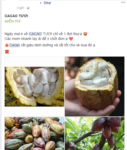 Cơn sốt ca cao tươi của người d&acirc;n H&agrave; Th&agrave;nh