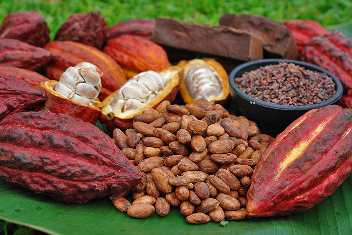 Cơn sốt ca cao tươi của người d&acirc;n H&agrave; Th&agrave;nh