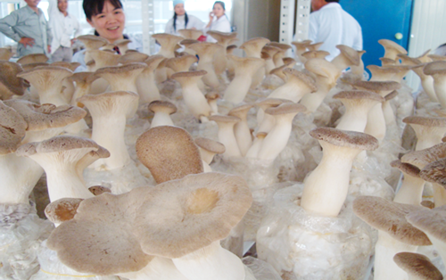 Nầm S&ograve; vua