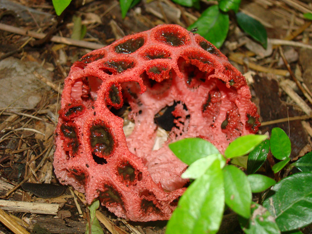 Nấm cầu mây Clathrus ruber - Là loại nấm dạng lưới như quả cầu mây hình tròn, rỗng ruột. Thức ăn ưa thích của chúng là đám mục, gỗ đang phan hủy, sống chủ yếu ở Châu Âu.