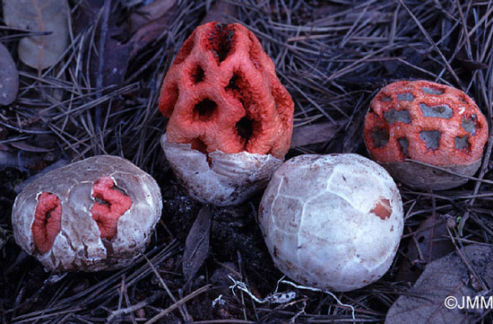 Nấm cầu mây Clathrus ruber -an đầu bào tử có dạng quả cầu màu trắng được bao bọc bởi một màng mỏng có chất nhờn chứa nhiều canxi có chức năng bảo vệ phần bên trong cây nấm non. Gặp điều kiện ẩm ướt sẽ tự vỡ để phát triển thành cấu trúc dạng cầu kích thước lên đến 20 cm màu sắc rực rỡ đỏ, cam và hồng.