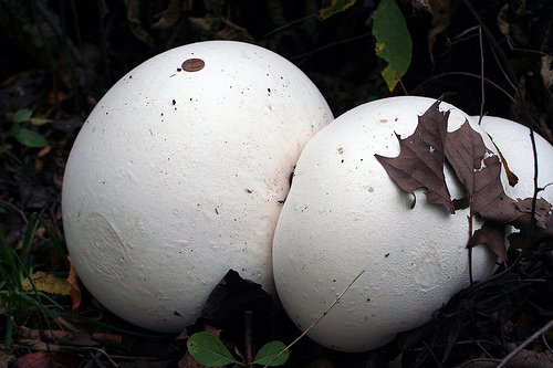 Nấm trứng Calvatia gigantea kích thước bằng một quả bóng đá, nấm trứng đạt kỷ lục về loại nấm khổng lồ nhất trong tự nhiên. Nhiều cá thể còn đạt kích thước tới 1,5 mét nặng 23 kg. 