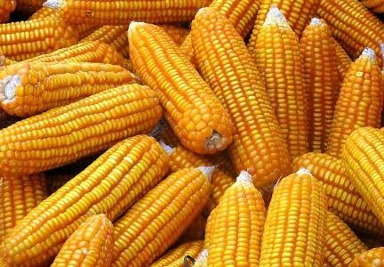 Ảnh minh họa ng&ocirc; biến đổi gen