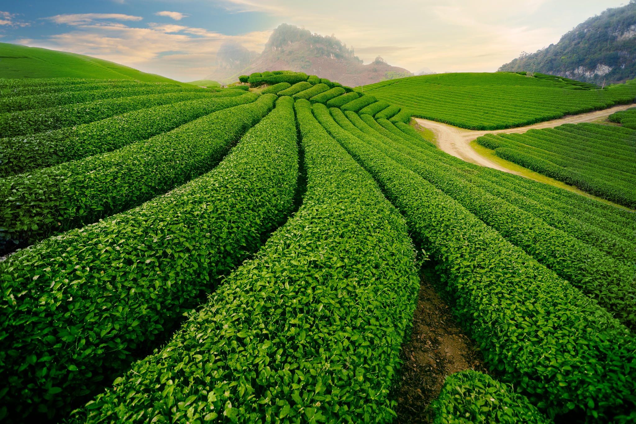 Chẳng có nơi đâu ở Việt Nam chè lại xanh tươi đến vậy. Những nông trường chè xa tít tận chân trời hàng năm đã mang lại thu nhập và những hương vị chè thơm ngon làm nức lòng thực khách