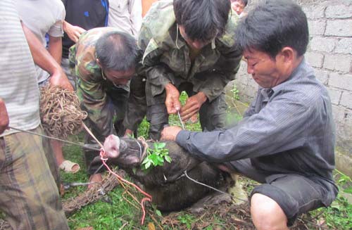 săn lợn rừng