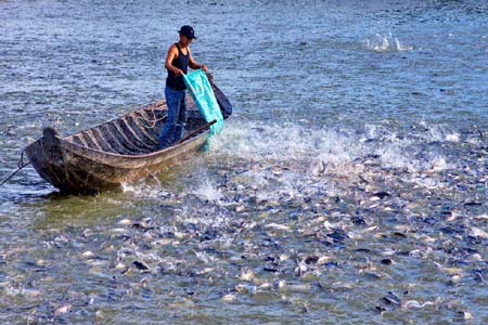 Đồng Bằng S&ocirc;ng Cửu Long ph&aacute;t triển ng&agrave;nh c&aacute; tra theo hướng bền vững