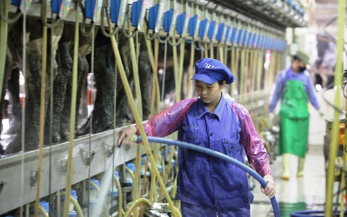 TRANG TRẠI B&Ograve; SŨA CỦA TH TRU MILK