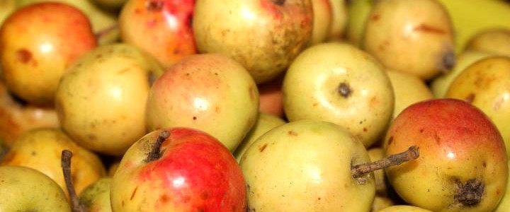 nhận biết quả t&aacute;o m&egrave;o ch&iacute;n