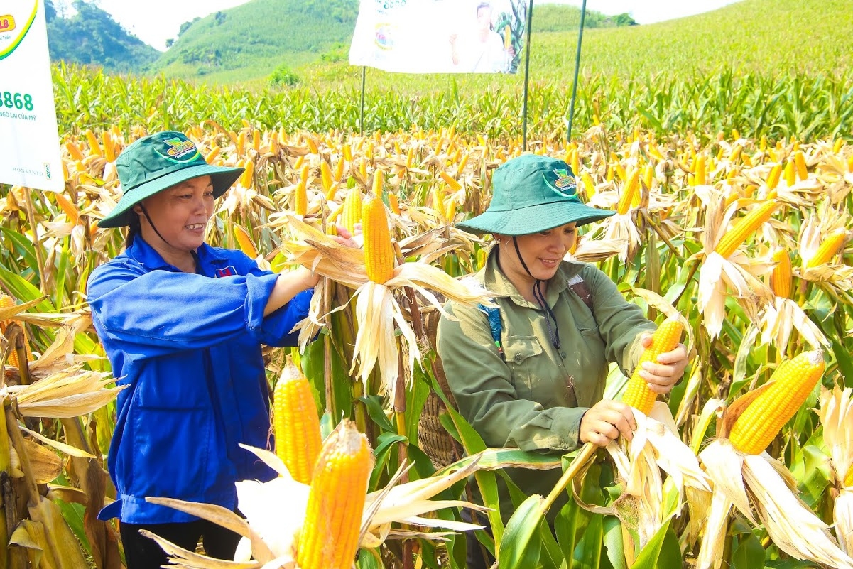 Ng&ocirc; biến đổi gen L&agrave;o Cai