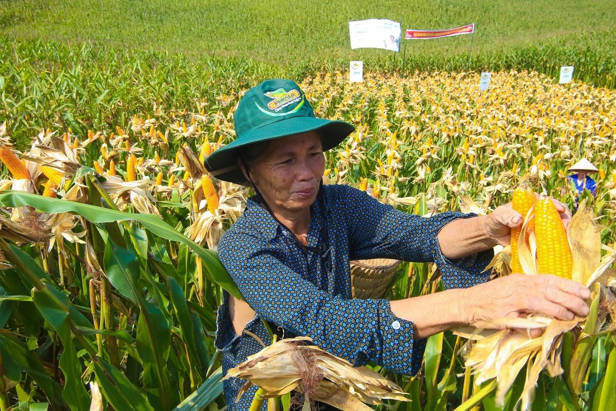 Ng&ocirc; biến đổi gen