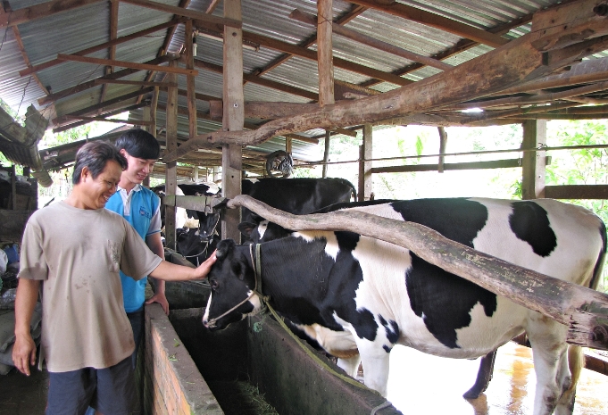 C&ocirc;ng ty FrielslandCampina Việt Nam tặng b&ograve; cho n&ocirc;ng d&acirc;n