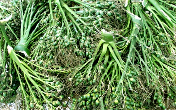 Trung Quốc thu mua cau non