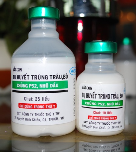 Vắc-xin tụ huyết tr&ugrave;ng cho tr&acirc;u, b&ograve; do c&aacute;c nh&agrave; khoa học của Việt Nam nghi&ecirc;n cứu, sản xuất.