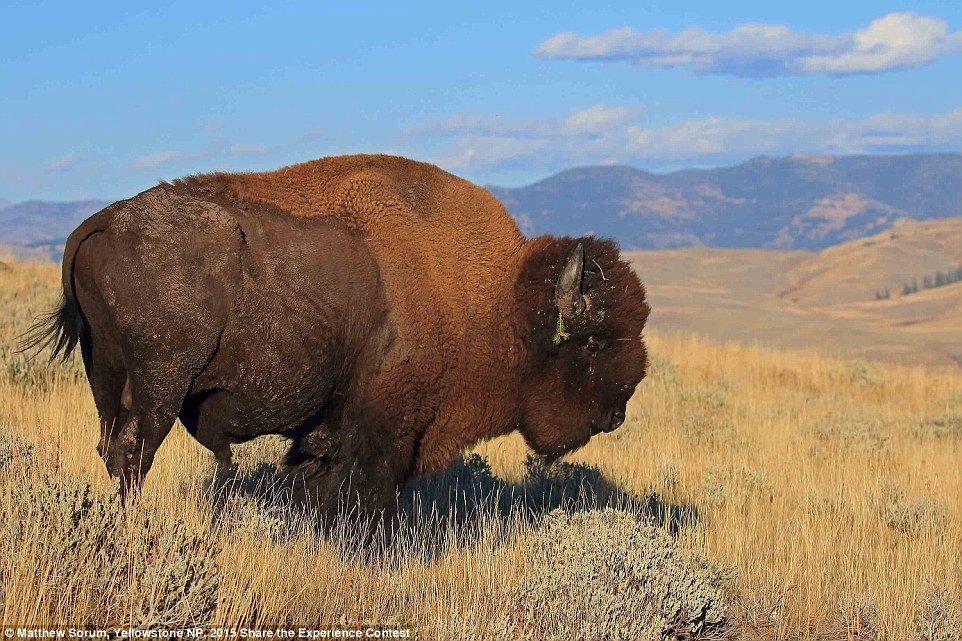Vườn quốc gia Yellowstone là vườn quốc gia đầu tiên trên thế giới và được xem là biểu tượng về tài nguyên thiên nhiên của nước Mỹ. Năm 1978, vườn quốc gia Yellowstone cũng đã được công nhận là di sản thế giới. Yellowstone có hệ sinh thái hết sức đa dạng và luôn nằm trong danh sách những khu vực cần được bảo tồn nhất hành tinh.