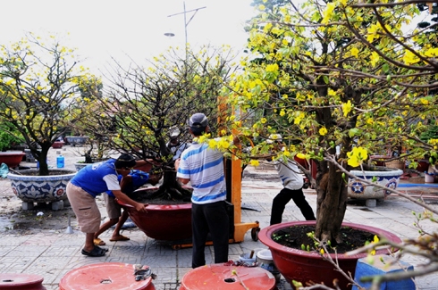 Gi&aacute; thu&ecirc; một gốc mai lớn, đẹp từ 10 đến 50 triệu đồng - ảnh: T.D